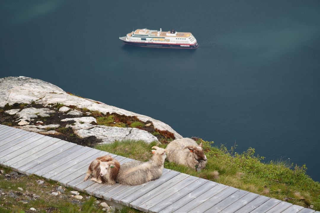 MS Trollfjord sett fra høyden. 3 sauer er i forgrunn av bilde.