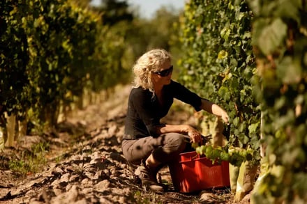 Vinrike Argentina – bilde 5