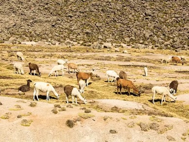 Rundreise i Peru – bilde 2