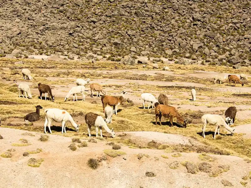 a herd of various colored sheep grazing on a dry, grassy field with rocky hills in the background.