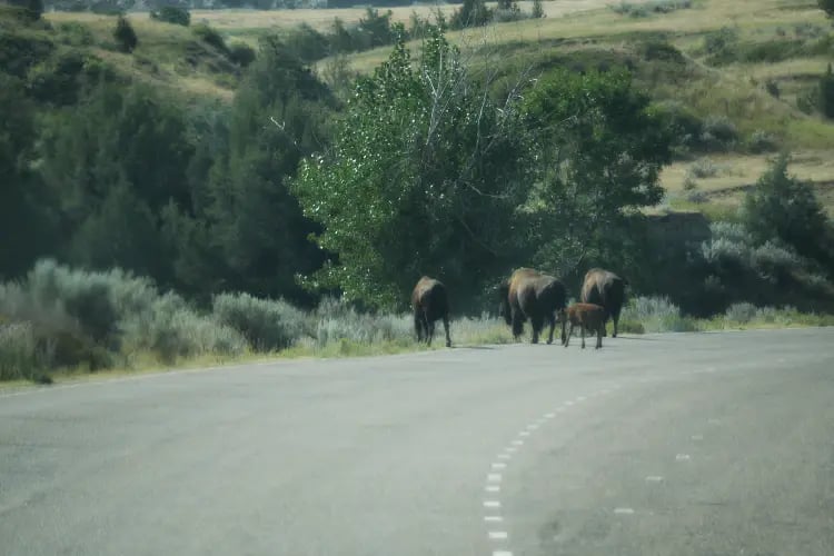 a road in a natural landscape with a herd of bison crossing from the left side to the right.