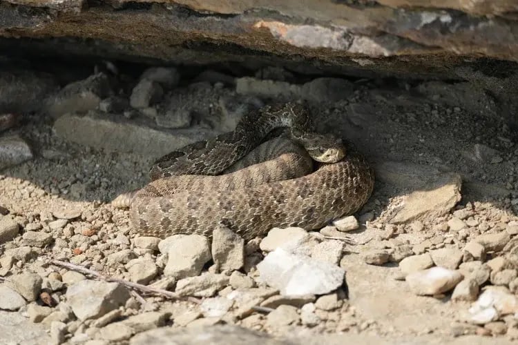 a snake partially concealed under a rock or small object, with its body exposed on a rough, textured ground that appears to be outdoors. The snake's scales are visible, and it seems to be in a natural, possibly arid environment.