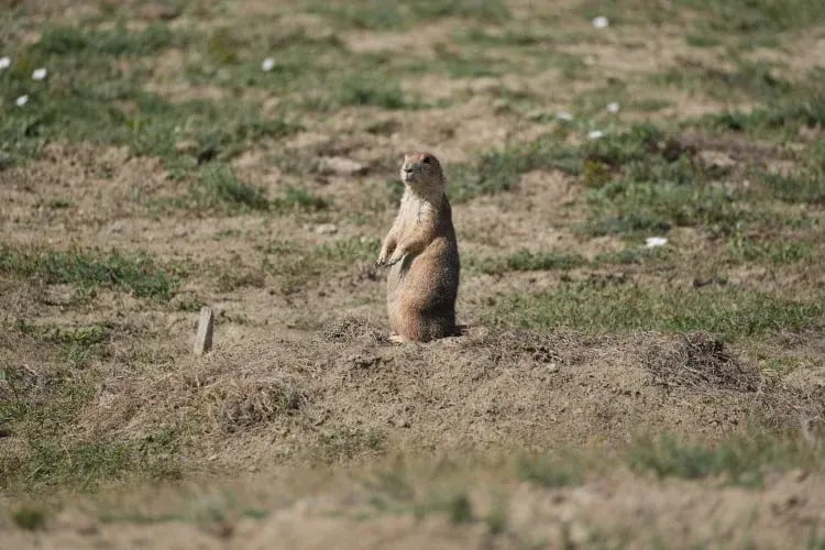a prairie dog standing upright on its hind legs in a grassy field with patches of dirt.