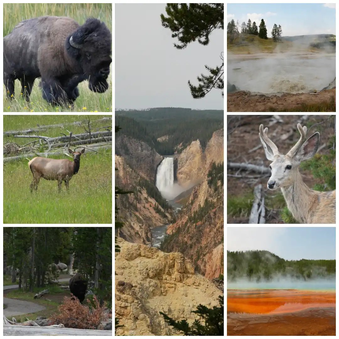 a collage of various natural scenes including wildlife, landscapes, and a geothermal area.