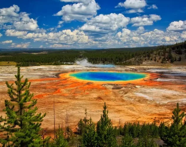 Yellowstone Grand Prismatic varm kilde - fargerik landskap og skog i bakgrunn,
