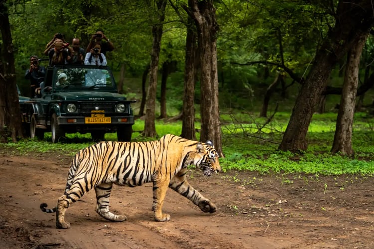 ill kongetiger (Royal Bengal tiger) ute i det fri under monsunen, mens naturinteresserte eller turister tar bilder fra et safarikjøretøy