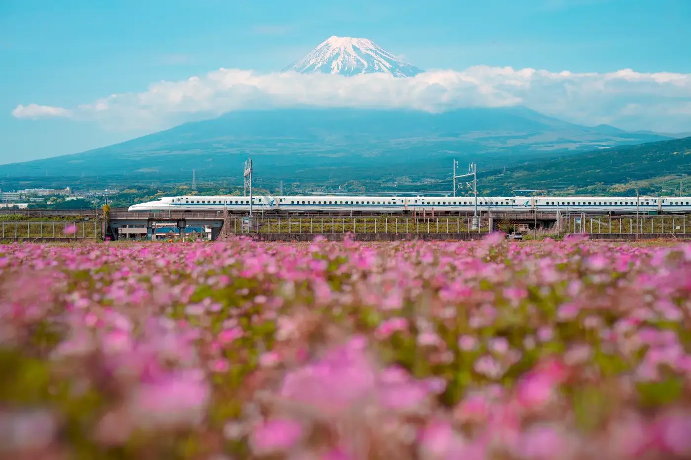Shinkansen toget i en rosa blomstereng med snøkledde mount fuji i bakgrunn. Shinkansen toget i en rosa blomstereng med snøkledde mount fuji i bakgrunn.