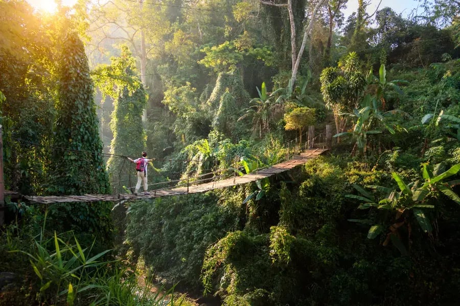 serene forest scene with a person standing on a suspension bridge that is strung between two cliffs. The bridge is covered with greenery, and the person appears to be in a moment of contemplation or adventure.