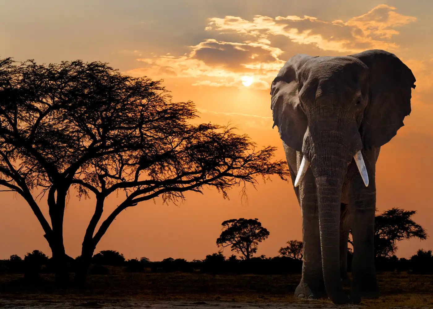 Elefant og et vakkert tre i solnedgang.