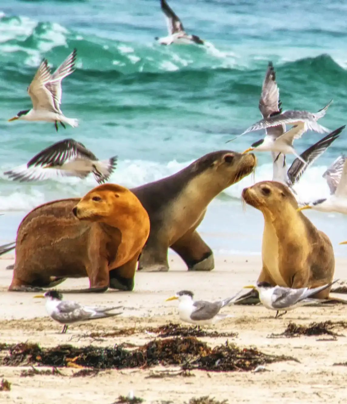Dyreliv på en strand.