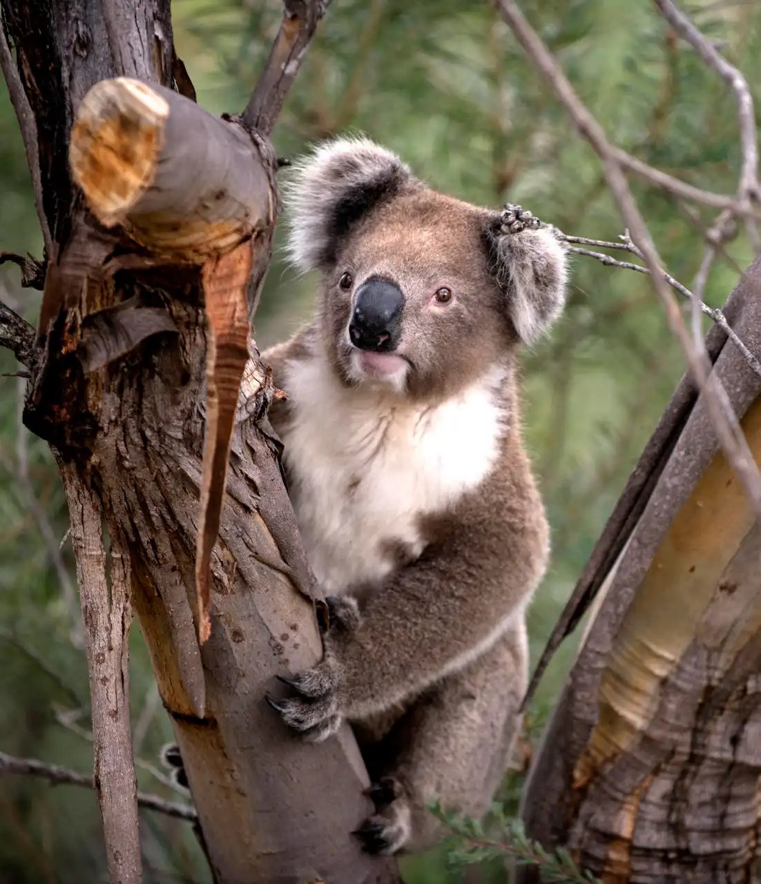 Koala som sitter i et tre