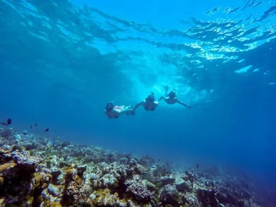 Sydney, Rock and Reef – bilde 5