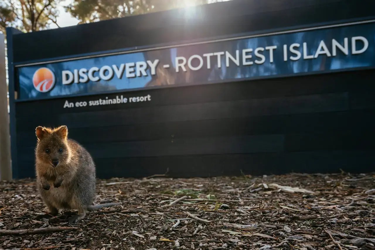 Quokka foran skiltet til Discovery Rottnest Island.