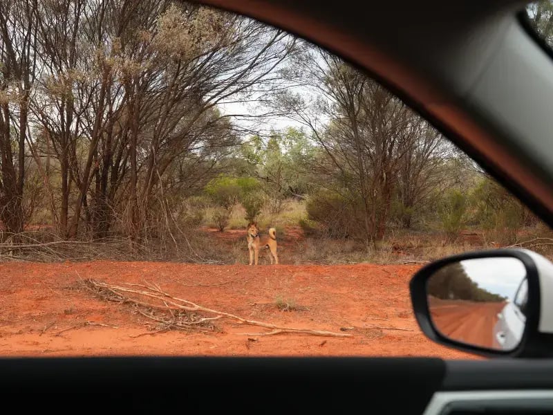 a view from inside a car, looking out through the windshield. Through the windshield, we can see a red dirt road leading towards two individuals who appear to be in the wilderness. There are trees and shrubs on either side of the road, and the sky is overcast.