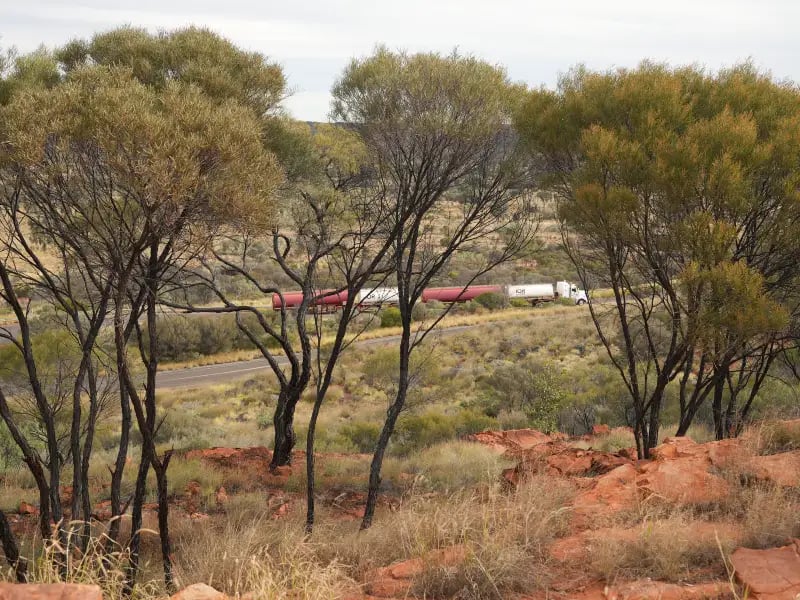 natural landscape with a group of leafless trees in the foreground, standing on a bed of red rock. In the background, there is a road train, partially obscured by the trees.