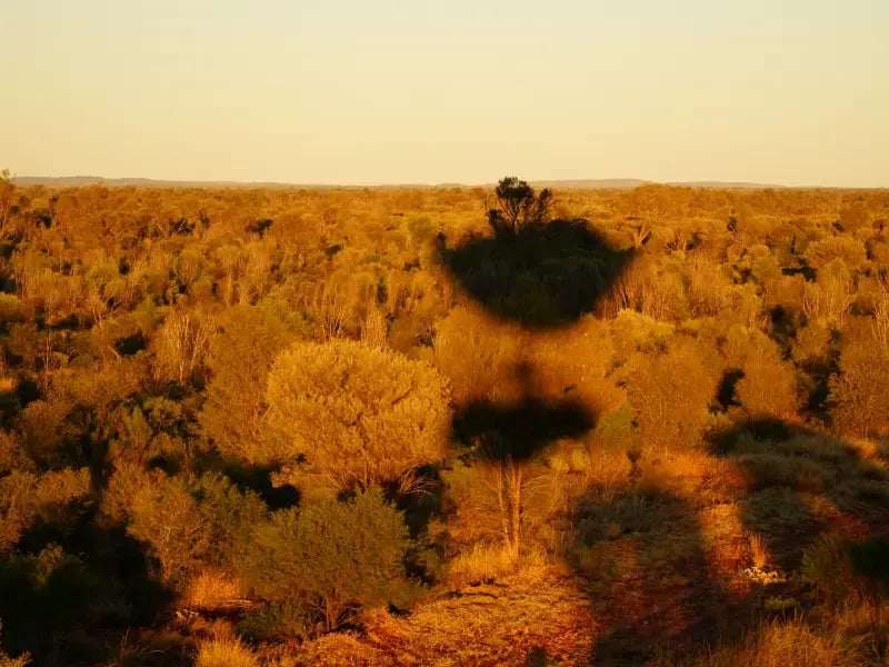 flat landscape covered predominantly in green vegetation, with a clear sky above. There is a distinctive dark shadow cast by the vegetation against the sky, creating a stark contrast. In the distance, there are faint outlines of hills or low mountains.