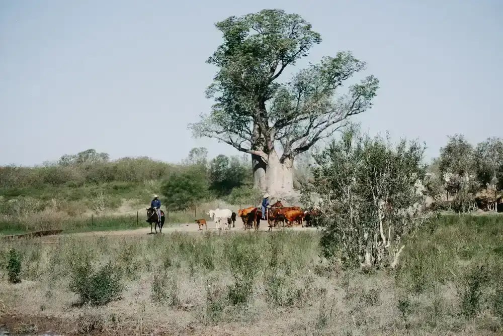 Bullo-River-Station_East-Kimberley_Experience-Cattle-Muster