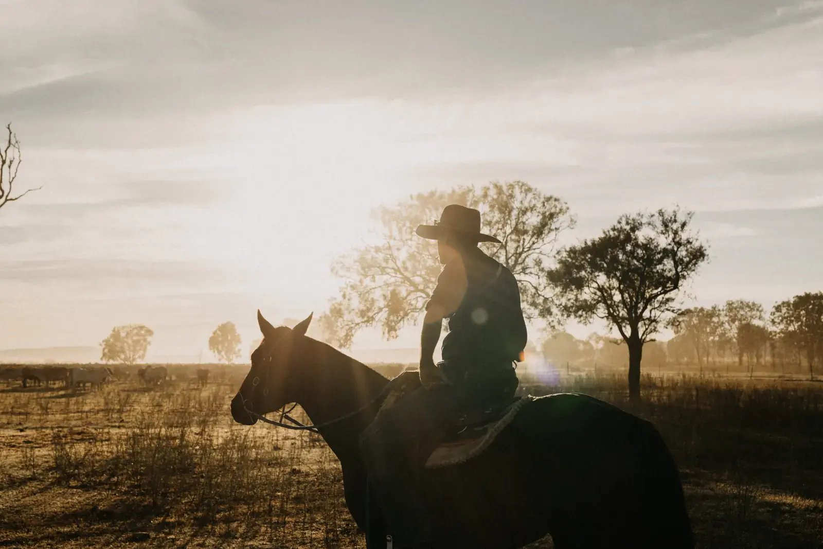 Cowboy til hest i silhuett mot solnedgangen over savannen.