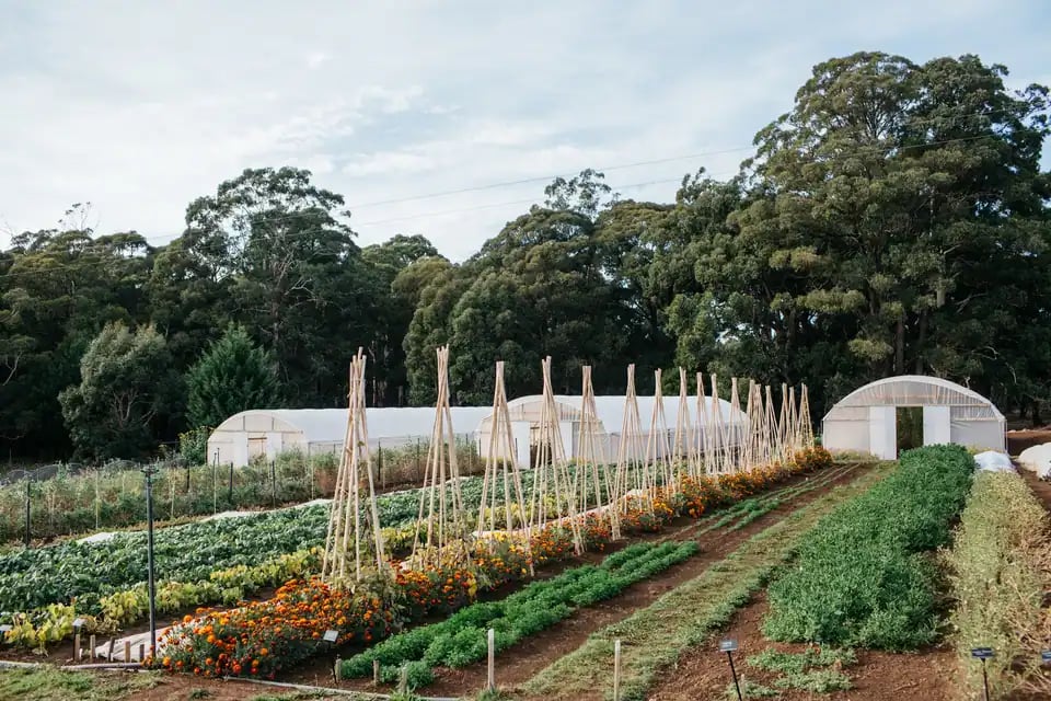Grønnsakshagen på Dairy Flat Farm med drivhus og blomster.