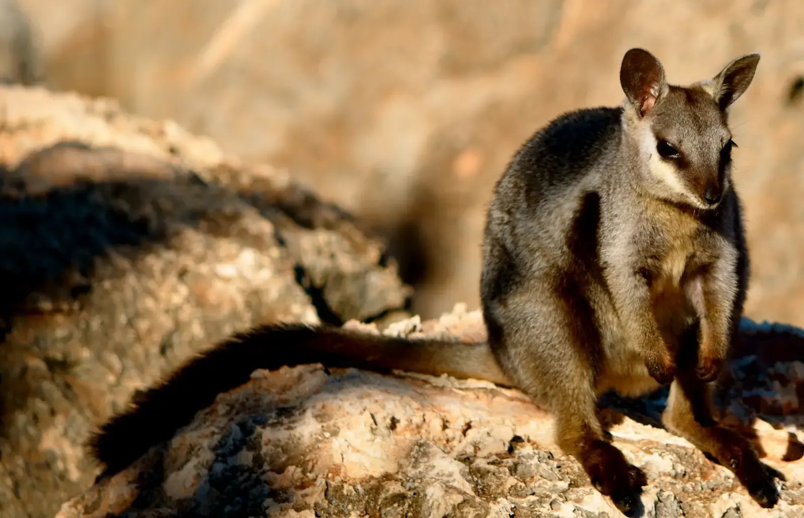Bergwallaby på stein.