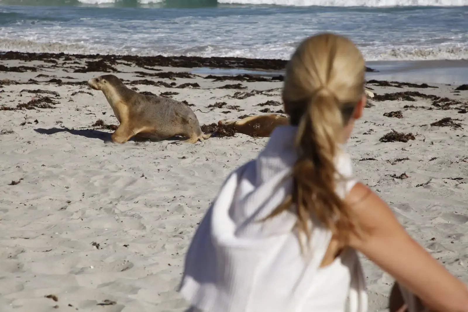 Kvinne og sjøløve på stranden ved Seal Bay.
