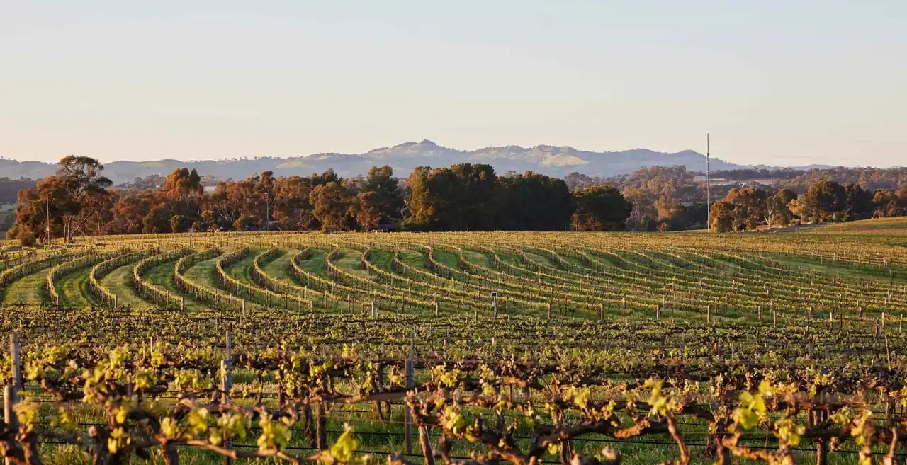 Vinmarkene i Barossa Valley i kveldslys