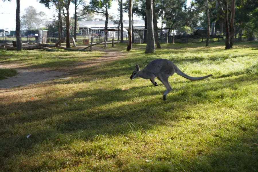 a moment in a grassy area with a kangaroo in mid-jump. There are trees and a fence in the background, suggesting this might be a park or a protected area.