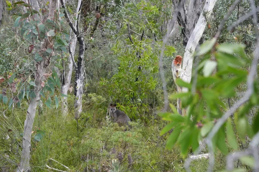 a dense forest scene with a variety of greenery and trees. In the foreground, there is a blurred white object that could be mistaken for an animal, but it is not clear. The main subject of the image appears to be a wallaby, which is in clear view and occupies the central part of the image.
