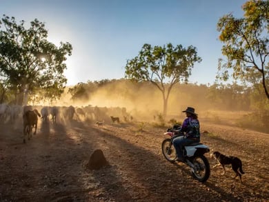 Bilferie i Outback Queensland – fra Cairns til Brisbane – bilde 2
