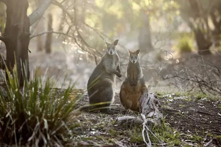 Coastal Discovery Drive - Sydney til Melbourne – bilde 4