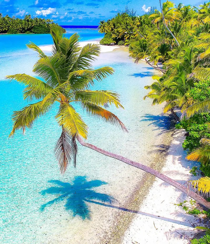 En palme over en tropisk strand