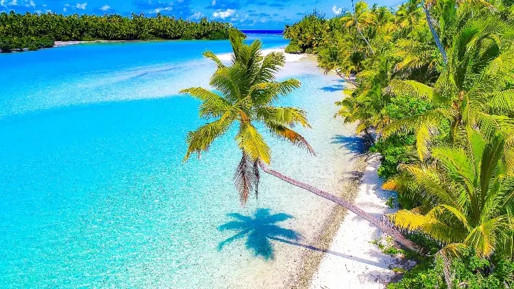 Palmer langs en strand over tropisk blått hav. Palmer langs en strand over tropisk blått hav.