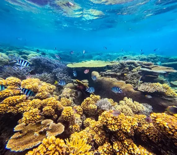Liv under vann med korall og fisker.