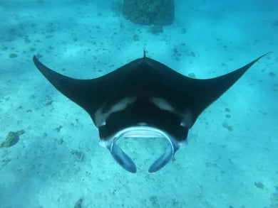 Dykking i Fransk Polynesia – bilde 2
