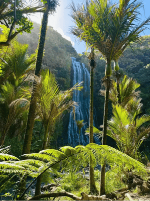 Bilferie New Zealand