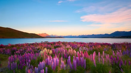 New Zealands Høydepunkter – bilde 3