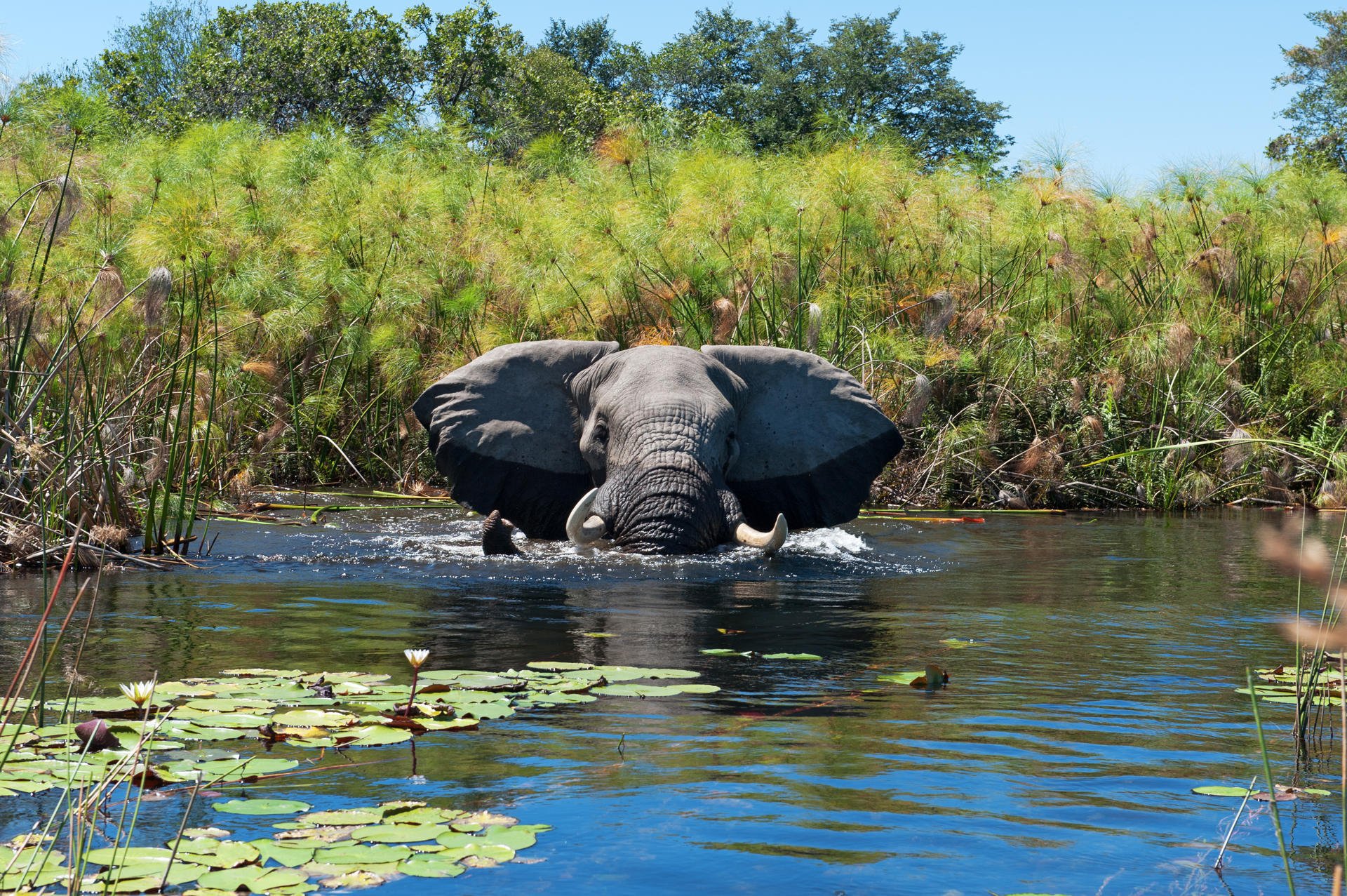 En elefant som svømmer i vann. Vann opp til hodehøyde.