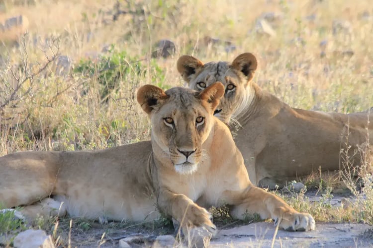 to løvinner som stirrer rett inn i kamera.