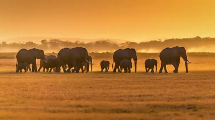 Eksklusiv safari i Kenya – bilde 3