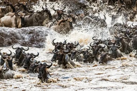 Eksklusiv safari i Kenya – bilde 2