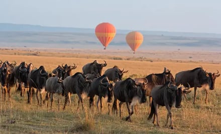 Kenya Cheetah 4x4 Safari – bilde 2