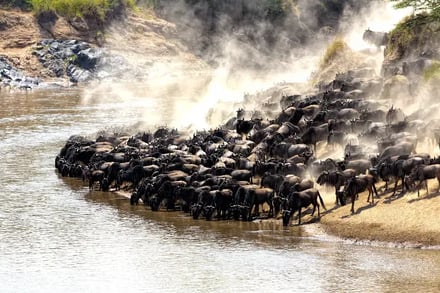 Kenya Cheetah 4x4 Safari – bilde 3