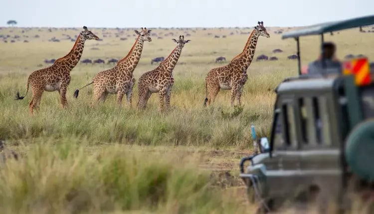 Kenya Cheetah 4x4 Safari – bilde 1
