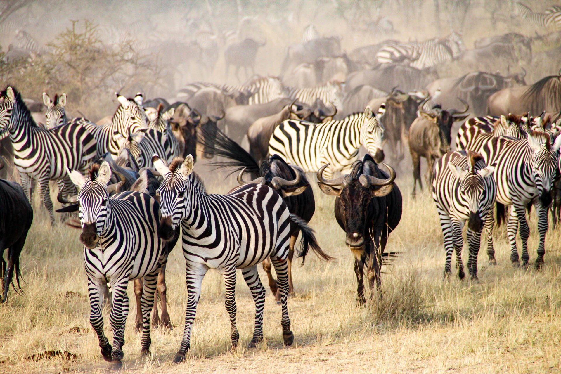 En stor flokk gnu og sebra - en del av migrasjonen i Serengeti.
