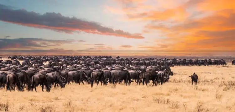 A herd of wildebeest is gathered in a grassy plain during a vibrant sunset with clouds scattered across the sky.