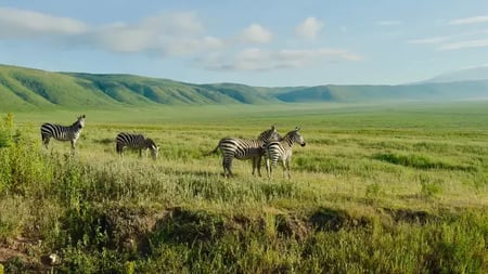 Safari gresser i bunn av Ngorongoro krateret.