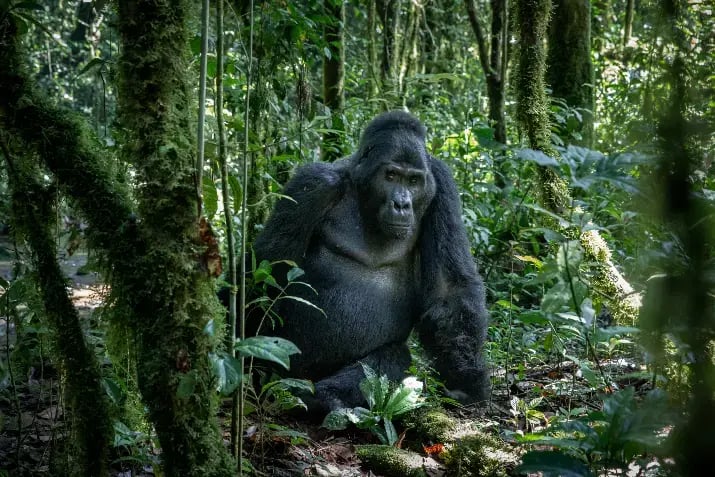 En stor gorilla som sitter på rompa si, midt i regnskogen.