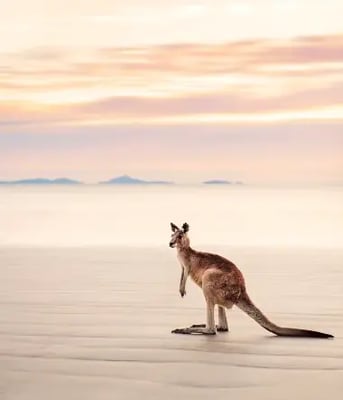 Sydney, Adelaide og Kangaroo Island