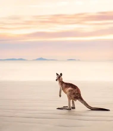 En kenguru på en strand