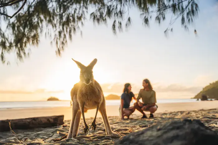 En kenguru på en strand, med to personer og solnedgang i bakgrunn. En kenguru på en strand, med to personer og solnedgang i bakgrunn.